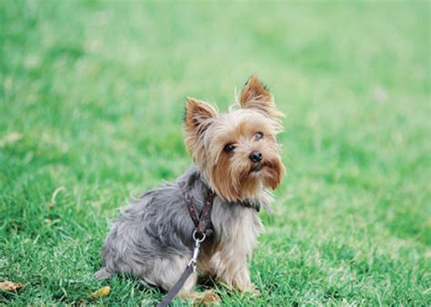 Learn About The Yorkshire Terrier Dog Breed From A Trusted Veterinarian