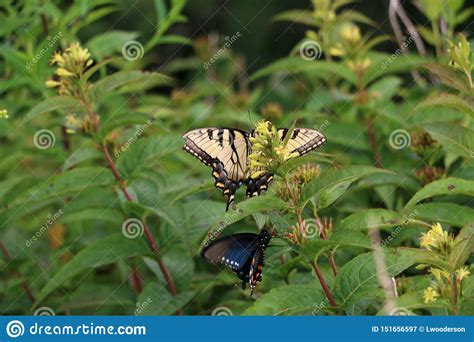 Tiger Swallowtail Butterfly Y Mariposa Del Este De Spicebush