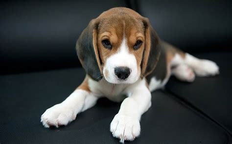 Beagle A Friendly Dog
