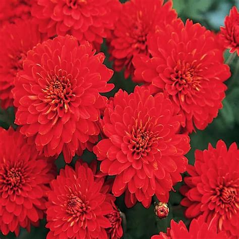 8 In Red Chrysanthemum Plant 17102 The Home Depot