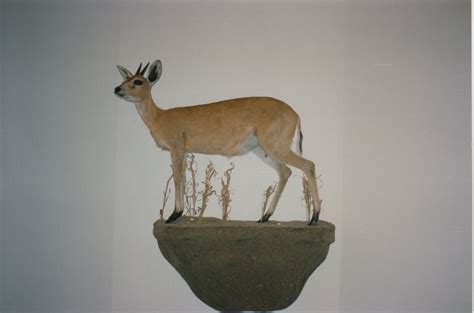 Check spelling or type a new query. Small African Antelope - Barr Taxidermy