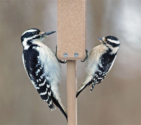 Theres A New Theory For Why Downy And Hairy Woodpeckers Look So Alike