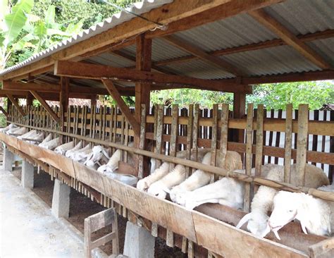 Jasa Pembuatan Kandang Close House | No.HP: 081 232 481 547 (Telkomsel