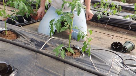 Transplanting Tomatoes And Cucumbers Into Our Raised Beds Stringing And Drip Irrigation YouTube