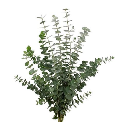 Eucalyptus Baby Blue Cm Gm Wholesale Dutch Flowers Florist