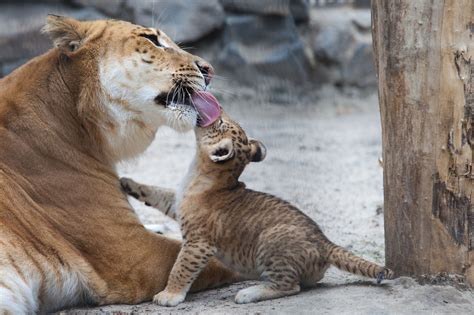 Liger Hybrid Big Cats Our Planet 18 Facts About Ligers The Largest