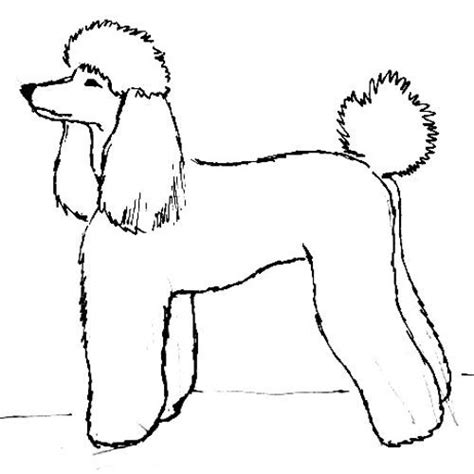 Poodle Outline Poodle Drawing Dog Face Drawing Animal Drawings