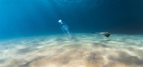 Effects Of Plastic On Marine Life