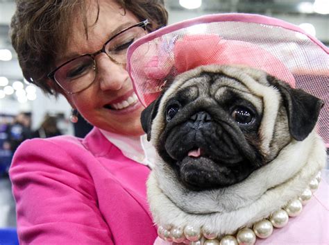 Photos Meet The Dogs And Cats Of The American Kennel Clubs Meet The