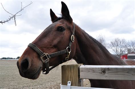 Choosing The Right Fencing For Your Horse Savvy Horsewoman