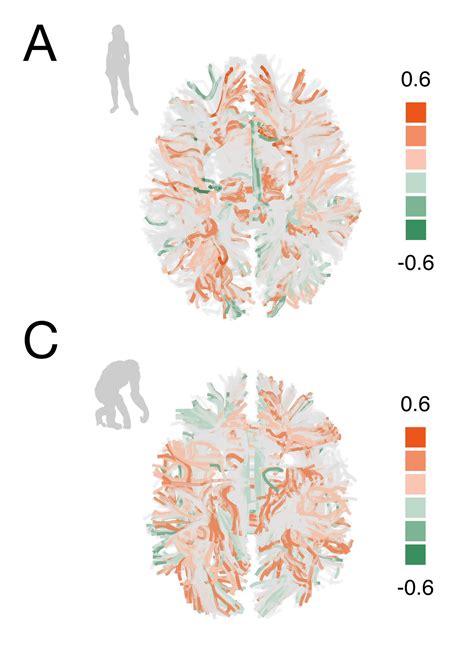 Pnasnews On Twitter An Imaging Study Of Humans And Chimps Working On
