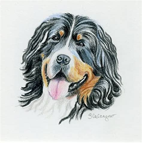 Bernese Mountain Dog Colored Pencil Drawing Handmade