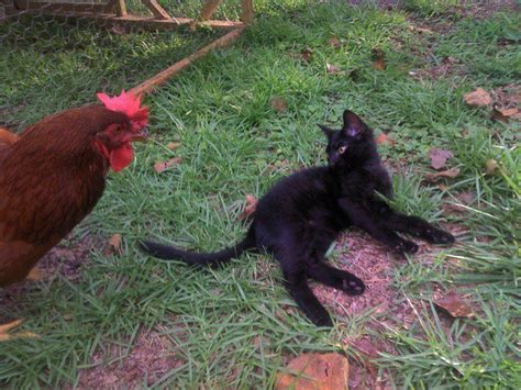Raw eggs contain avidin, a protein that prevents can you feed a cat raw eggs? Cats don't lay eggs~right?