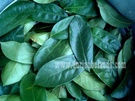 Khasiat dari daun durian belanda yang pertama sangat istimewa yakni bisa digunakan sebagai solusi kanker. DAUN DURIAN BELANDA
