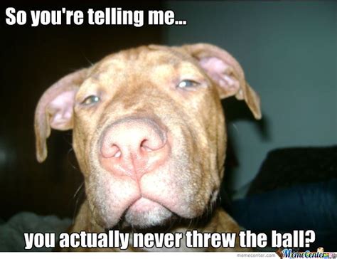 Pin By Kirk On Animals Pitbulls Funny Dog Memes Pitbull Memes