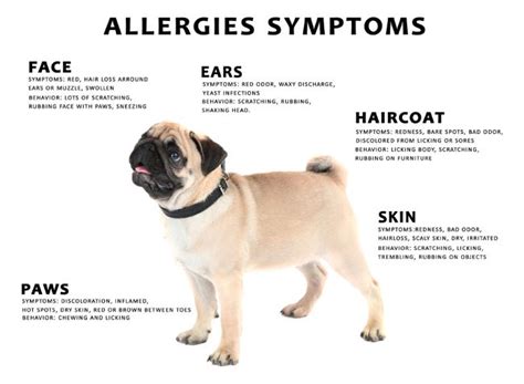 How Long Does An Allergic Reaction Last In Dogs
