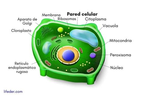 La Membrana Celular Tipos De Membranas