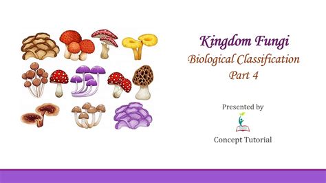 Kingdom Fungi Biological Classification Part Biology Class