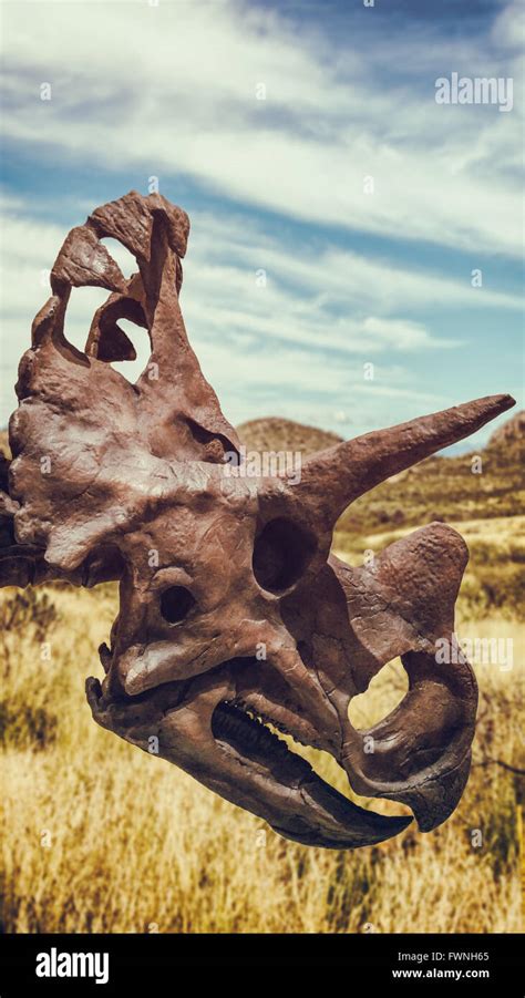 Triceratops Fossil Hi Res Stock Photography And Images Alamy