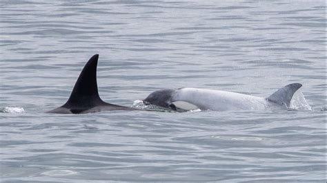 Sea Link Rare White Orca Spotted In The Salish Sea Easter Weekend With