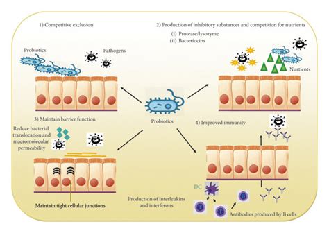 Role Of Probiotics In The Amelioration Of Gut Functions 1 E