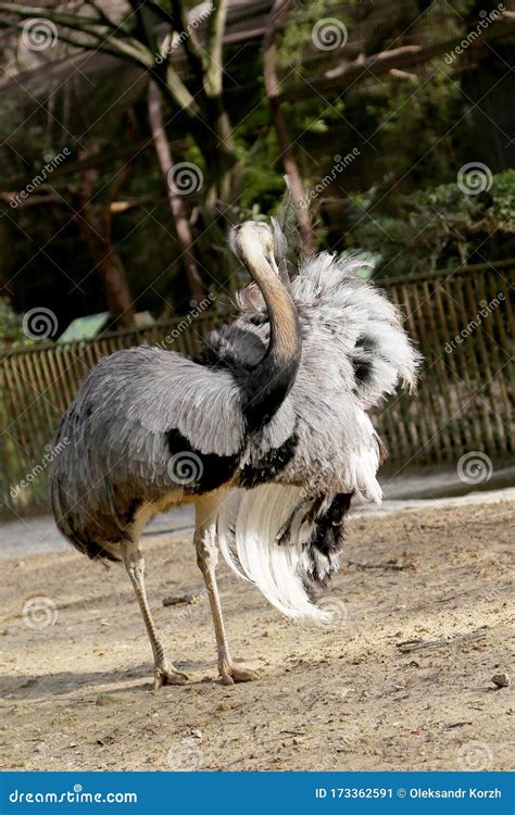 One Great White Bird Ostrich Of Feathers Stand On Long Thin Legs Stock