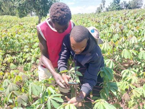 Empowering Kenyan Farmers Plantvillages Satellite Driven Diagnosis Of Crop Diseases