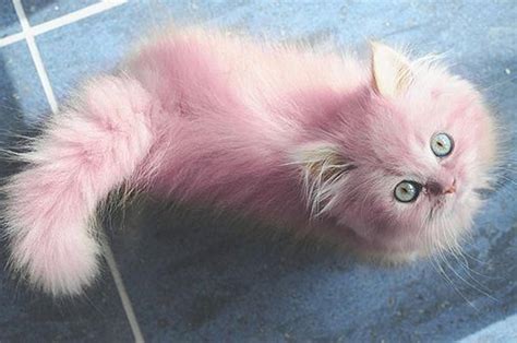 Pink Fluffy Kitty Beautiful Animals Cats Hd Wallpaper 1595312 Pretty