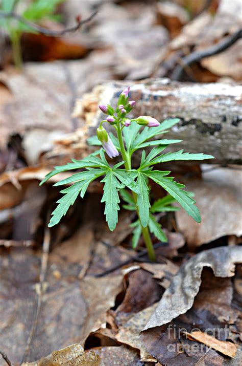 Ohio Wildflower Photograph By Lila Fisher Wenzel Fine Art America