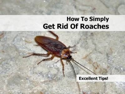 Ants can be tough to get rid of, but these simple home remedies really work. Pest control services in kolkata, what kills ants fast ...