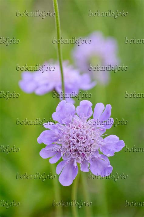 Images Scabiosa Lucida Images Of Plants And Gardens Botanikfoto