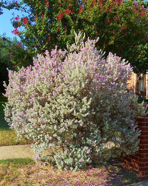 Blooming Texas Sage A Sign Of Rain