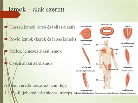 Képtalálat A Következőre „izom Osztályozása Alak Szerint” Biceps