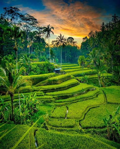 5 Wisata Sawah Terasering Di Bali Cocok Jadi Tempat Healing