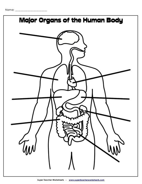 Human Body Systems Diagram Quizlet