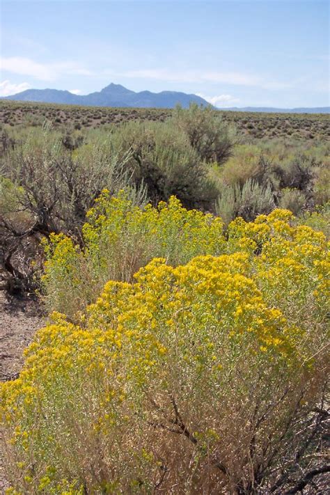 Yellow Rabbitbrush Chrysothamnus Viscidiflorus Great Basin