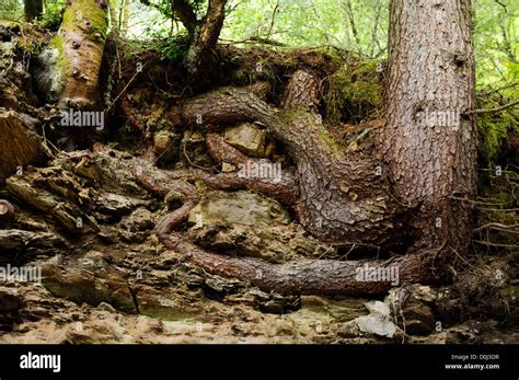 The Roots Of A Pine Tree Pinus Sp Exposed By Soil Erosion In The