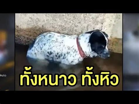 อาการปวดเมื่อยตามตัว หนาวสั่น นั้นหากวัดอุณหภูมิกายได้เกิน 37.5 องศาร่วมด้วย ก็คือมีไข้นั้น ไข้มักเกิดจากการอักเสบหรือติด. ชาวเน็ตชื่นชม! หนุ่มพายเรือเข้าช่วยสุนัขถูกล่ามทิ้งใต้ตอม่อสะพาน สภาพหนาวสั่น-หิวโซ - YouTube