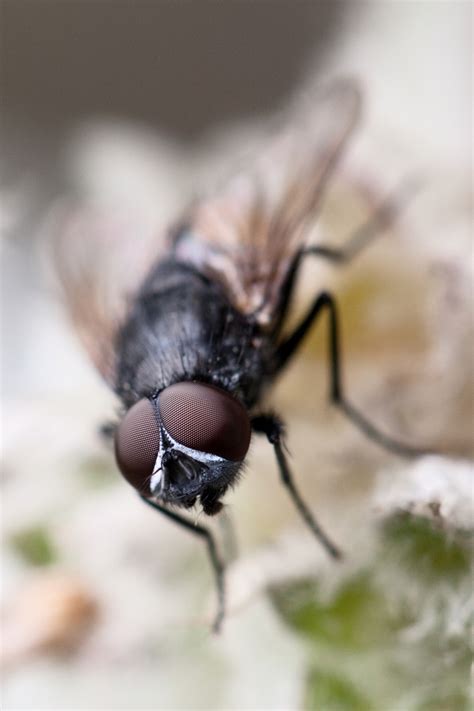 Macro Of A Fly Free Stock Photo - Public Domain Pictures