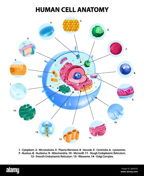 Human Cell Anatomy Realistic Infographics With Labelled Educational