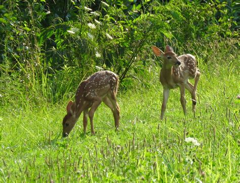 Twin Whitetail Fawns Trish Overton Flickr