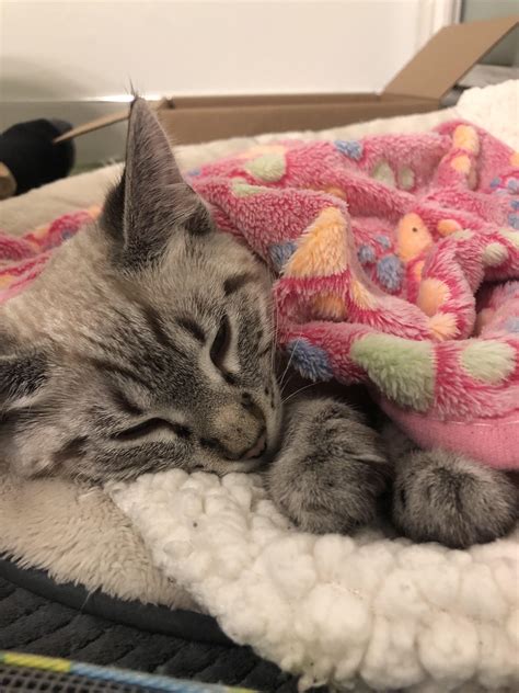 Oh to be a cozy kitten : cats