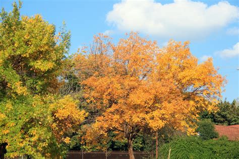 Bright Autumn Trees Free Stock Photo Public Domain Pictures