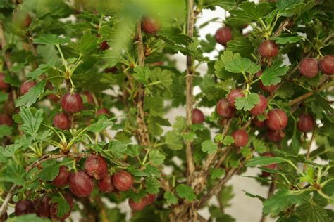 Hinnomaki Red Gooseberry Cultivar Developed By The Finnish Flickr