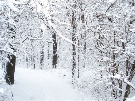 Free Images Tree Forest Path Snow Wood Weather Snowy Season