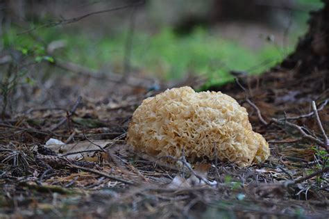 Oregon Mushroom Hunting Guide Where When And How To Go