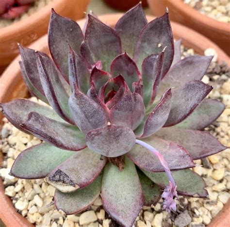 Llena una maceta pequeña hasta el borde con tierra especial de cactus especial, o mezcla la tuya. Echevería nightfall | Suculentas jardin, Suculentas ...