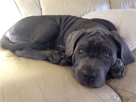 Avoid bathing to preserve the coat's natural oils. Full pedigree cane corso puppies for sale | Reading ...