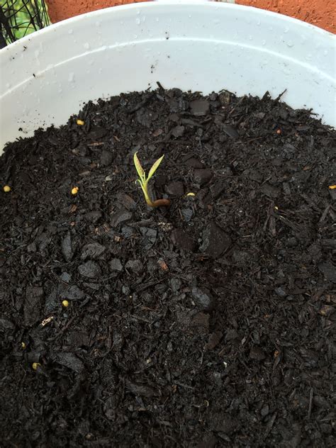 A great project to try with your kids or if you just. Mango tree. Plant in soil after 16 days in ziplock bag ...
