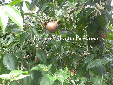 Buah mahkota dewa (phaleria papuana fructus) daun teh hijau (camellia sinensis folium) benalu teh (scumula atropurpurea folium). Kebun Bahagia Bersama: Kawan Baik Si Cabai Burung